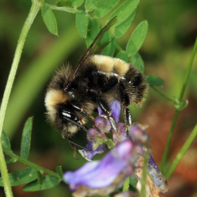 Yellow-banded Bumble Bee - Bombus terricola