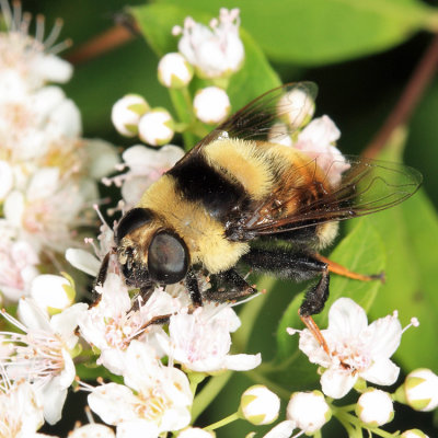 Eristalis flavipes