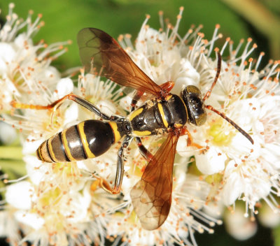 Bembicinae Wasps