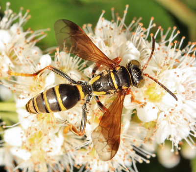 Saygorytes phaleratus