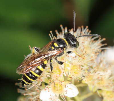 Aphilanthops frigidus