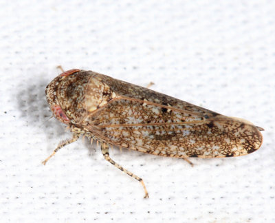 Paraphlepsius fulvidorsum