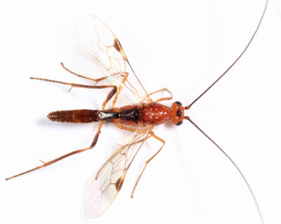 Braconid Wasps - subfamily Macrocentrinae