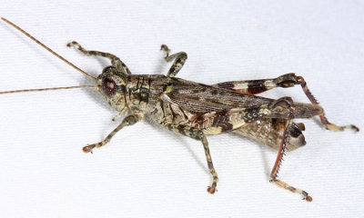 Pine Tree Spur-throat Grasshopper - Melanoplus punctulatus