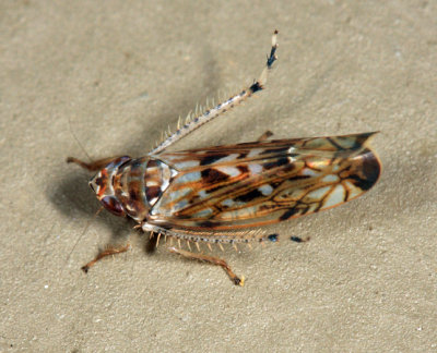 Scaphoideus carinatus