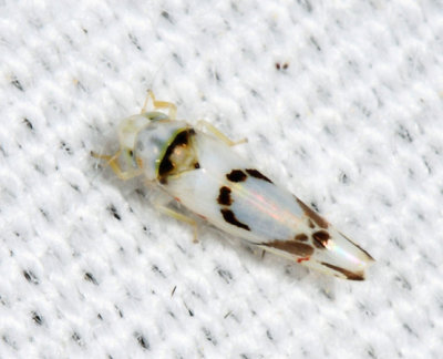 Eratoneura lunata