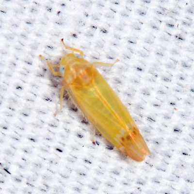 Empoa Subgenus Empoa