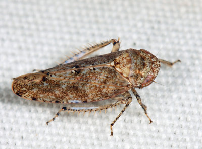 Paraphlepsius fulvidorsum