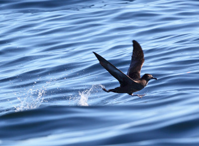 Sooty Shearwater - Puffinus griseus