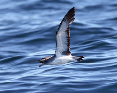 Cory's Shearwater - Calonectris diomedea