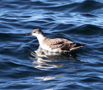 Manx Shearwater - Puffinus puffinus