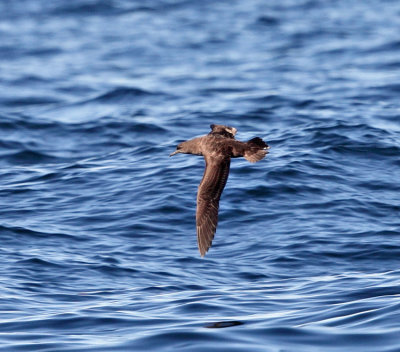 Sooty Shearwater - Puffinus griseus