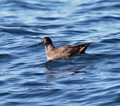 Sooty Shearwater - Puffinus griseus