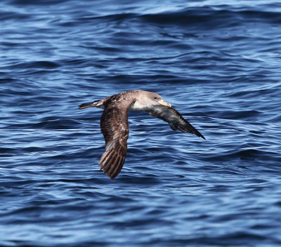 Cory's Shearwater - Calonectris diomedea