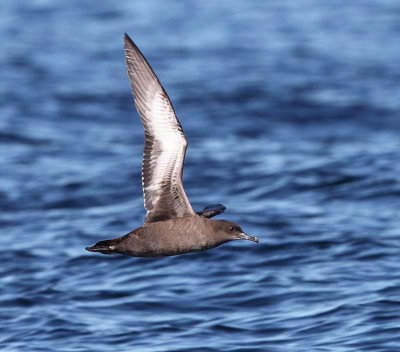Shearwaters and Petrels