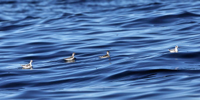 Red-necked Phalarope - Phalaropus lobatus