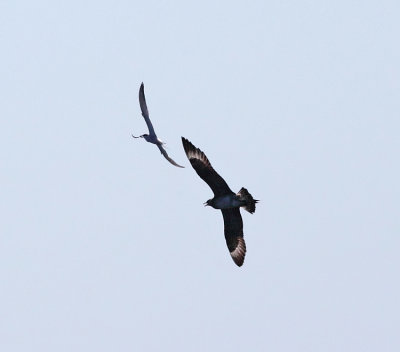 Parasitic Jaeger - Stercorarius parasiticus