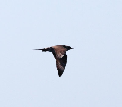 Parasitic Jaeger - Stercorarius parasiticus