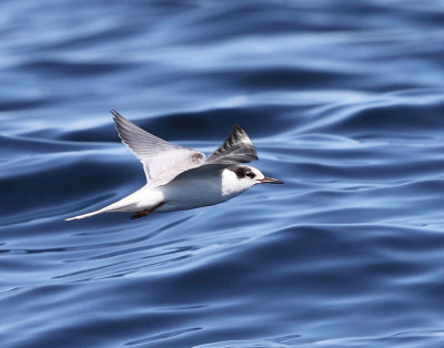 Common Tern - Sterna hirundo (immature)