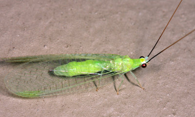 Ceraeochrysa lineaticornis