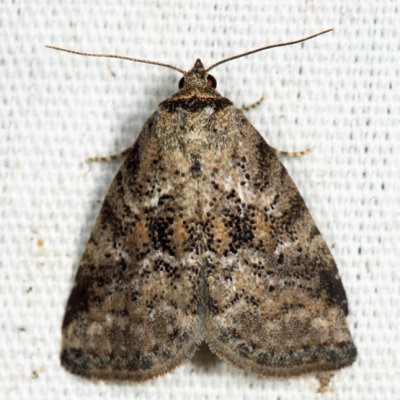 9038 - White-lined Graylet - Hyperstrotia villificans