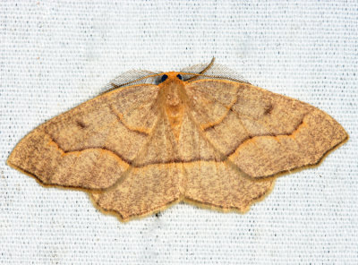 6888 - Hemlock Looper - Lambdina fiscellaria