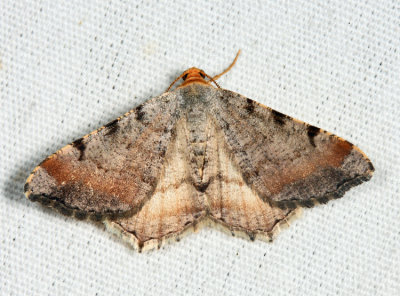 6339 - Blurry Chocolate Angle - Macaria transitaria