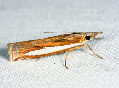  5355  Common Grass-veneer Moth  Crambus praefectellus
