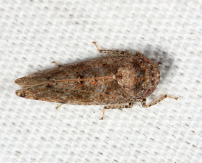 Paraphlepsius bifidus