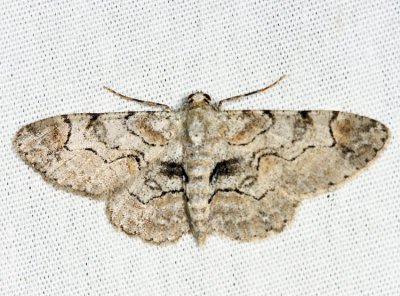 6588 - Bent-line Gray - Iridopsis larvaria