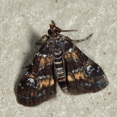  4755  Waterlily Leafcutter Moth  Elophila obliteralis