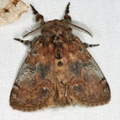  8300  Cinnamon Tussock Moth  Dasychira cinnamomea