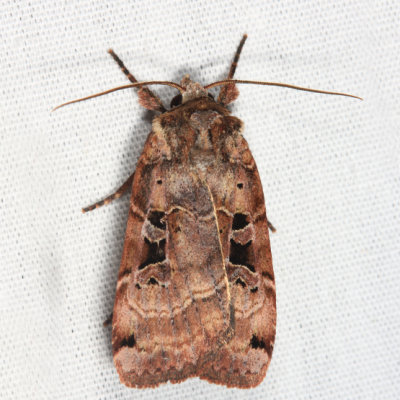 10943 - Norman's Dart Moth-Xestia normaniana