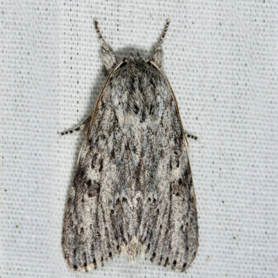 9272 – Smeared Dagger Moth – Acronicta oblinita
