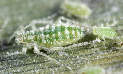 Mealy Plum Aphids - Hyalopterus pruni