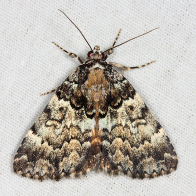 8721 - False Underwing - Allotria elonympha