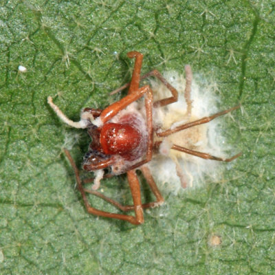 spider infected by fungus