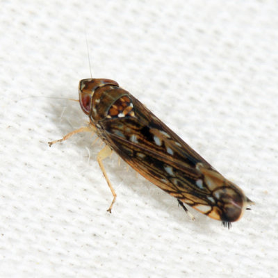 Scaphoideus nigrellus