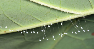 green lacewing eggs