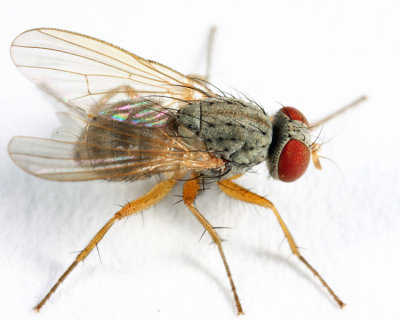 Neodexiopsis calopyga