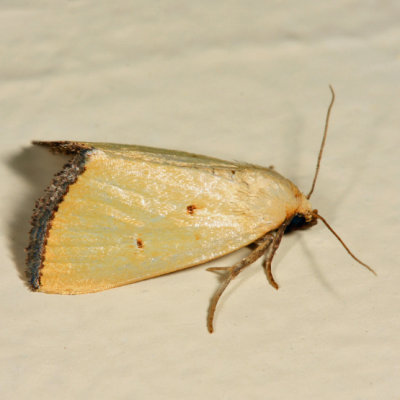 9044 -  Black-bordered Lemon Moth - Marimatha nigrofimbria