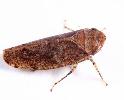 Paraphlepsius particolor