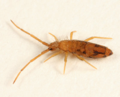 Entomobrya nivalis