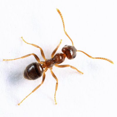 Lasius americanus