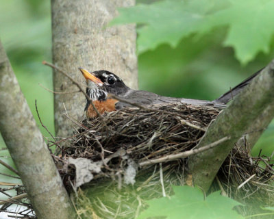 American Robin - Turdus migratorius (on nest)