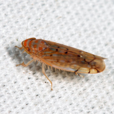 Leafhoppers genus Osbornellus