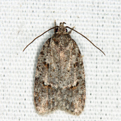 0911 - Bog Bibarrambla Moth - Bibarrambla allenella