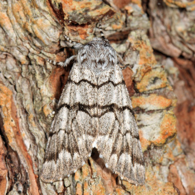 9182 - Eastern Panthea - Panthea furcilla