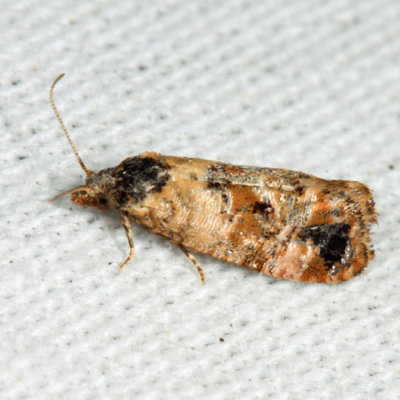 3776 - Hoffman's Cochlid Moth - Cochylis hoffmanana