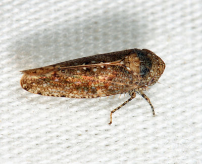 Paraphlepsius irroratus